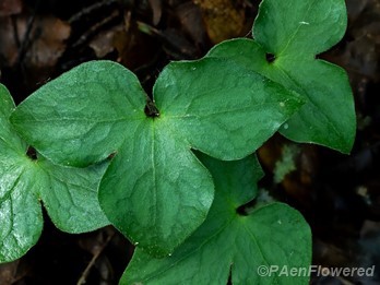 Sharp-Lobed Hepatica